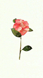一季花开，陌上香。