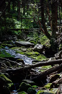 森林高清摄影素材