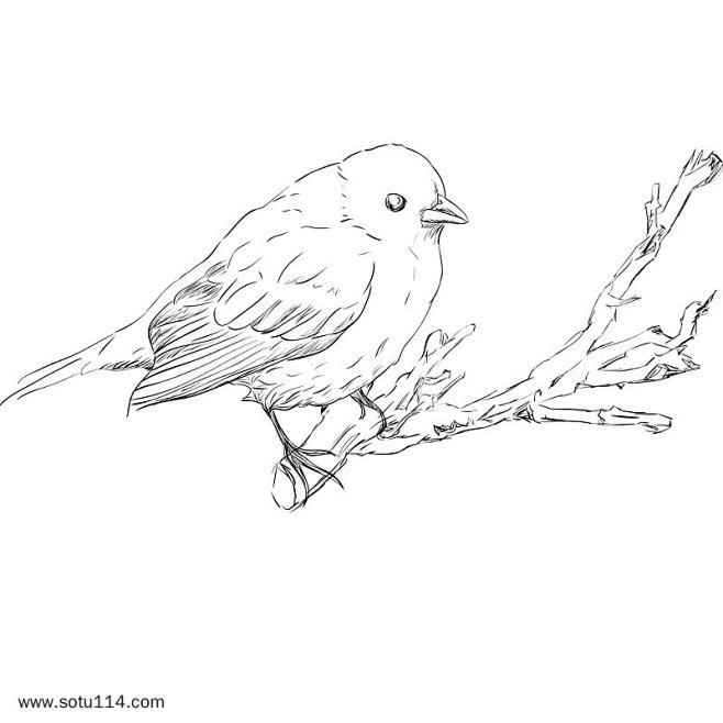 手绘小鸟站在树枝上