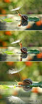 #摄友共赏#克兰业余摄影师密斯岑科拍摄的--打伞的蜗牛，伏在如珍珠串成的"伞"下面的蜗牛，犹如少女，时而低头沉思，时而仰头远望。