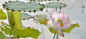 保定直隶总督府的古莲花池是国家级文物保护单位，是全国十大名园之一。莲池的出名，不仅仅是由于它有着“摇红涤翠、虫儿带霞衣”的婀娜风姿，更主要的是它有着浓郁的从古到今延续下来的文化氛围。