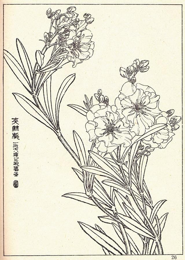 花卉线描资料白描花卉
