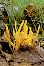 金黄枝珊瑚菌拉丁学名 Ramaria aurea (Fr.) Quél ，子实体中等或较大，形成一丛，有许多分枝由较粗的柄部发出，高可达20cm，宽可达5-12cm，分枝多次分成叉状，金黄色、卵黄色至赭黄色，柄基部色浅或呈白色。担子棒状， 3.8-5.5μm×7.5-10μm，4小梗。孢子带黄色，表面粗糙有小疣，椭圆至长椭圆形，7.5-15μm×3-6.5μm。