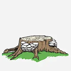 树桩木耳免抠素材 png素材