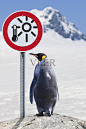 南极王企鹅路标全球变暖照片摄影图片