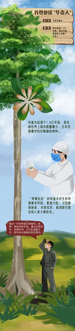 6云南华盖木jpg