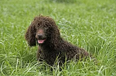 爱尔兰水猎犬，成年，坐在深草丛中
