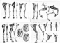 【马的艺用解剖】horse anatomy prints from 1901 and 1776 ​​​​