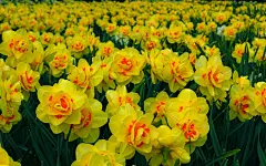 水仙花花语自恋图片壁纸桌面壁纸1