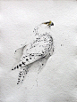 擅长画鸟的水彩画家Karl Mårtens ​ (转) ​ ​​​​