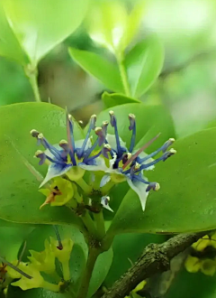 繁星满枝丫采集到花卉