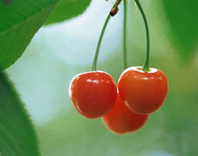 cherry