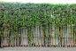 绿色竹墙植物为背景纹理