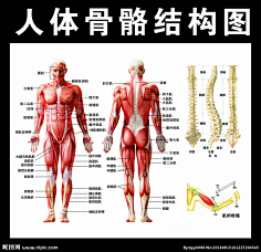 人体结构图男