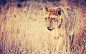 animals feline lions nature savanna wallpaper (#2238112) / Wallbase.cc