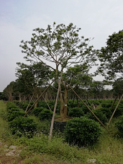 RebecaaYANG采集到植物规格