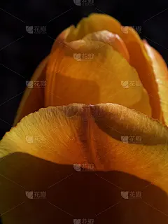 tulpe 7