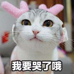 隔壁老网友采集到表情包♢隔壁老网友