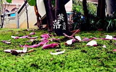 浅夏彼岸花开采集到生如夏花