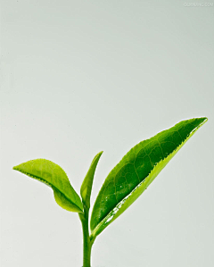 烟火菜采集到植物