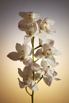 Carey_采集到花果素材