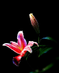 百合花
