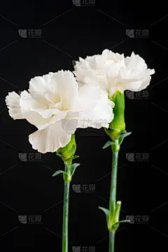 黑色背景上的白色康乃馨
