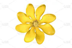 栀子墙花孤立在白色