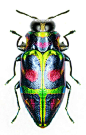 Two endemic Jamaican jewel beetles: one known, one not?: 