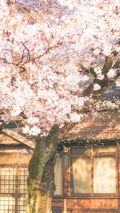 浪漫樱花