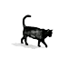 #黑猫##猫咪##插画#