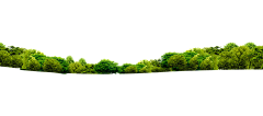 yyy12369874采集到植物素材