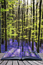 创意概念形象惊人蓝铃花在春天森林
