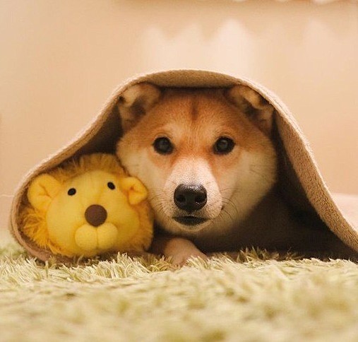 柴犬（Daifuku）和他的玩具 #狗狗...