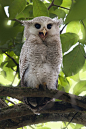 fairy-wren:

Barred Eagle Owl. Photo by K S Kong