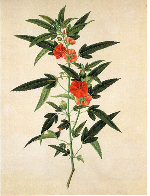午时花.jpg