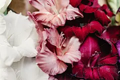 美丽的剑兰在不同颜色的花在木制的乡村背景，安排概念，惊人的壁纸