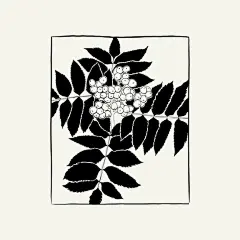 矢量花，植物学插图。 黑色墨水，线条，涂鸦风格。