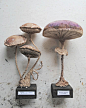 New toadstools for Etsy on sale Friday