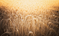 Golden light over Field of Dreams by Simone Ciliberti on 500px