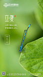 【源文件下载】 海报 房地产 二十四节气 立夏 蜻蜓 