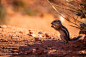 Animal, desert, squirrel and ground squirrel HD photo by Brian Kraus (@sonderquest) on Unsplash : Download this photo in Valley of Fire, United States of America by Brian Kraus (@sonderquest)