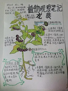 #植物笔记 #药用植物 #植物观察笔记 #手绘植物 #龙葵