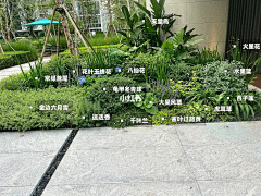 漫红苔采集到种植