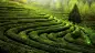 General 1920x1080 Tea Leaves landscape