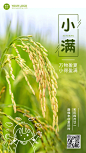 金融保险小满节气祝福创意插画海报