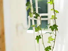 室内花饰桌面高清壁纸桌面壁纸4