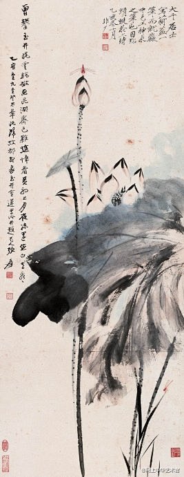张大千——最爱画《荷花》