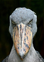 (unhappy) shoebill stork