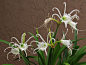 【球茎植物—珍稀植物—Ismene Festalis白花秘鲁水仙】 - 花坛商城 - 花儿老论坛 花卉 种子 铁线莲 牵牛花 草花 木本 朱顶红 酢浆草 风雨兰 分享 团购 - Powered by haotui.com